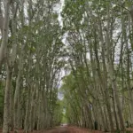 The tallest tree in Catalonia is a London plane tree in the Devesa of Girona and measures 54.55 meters