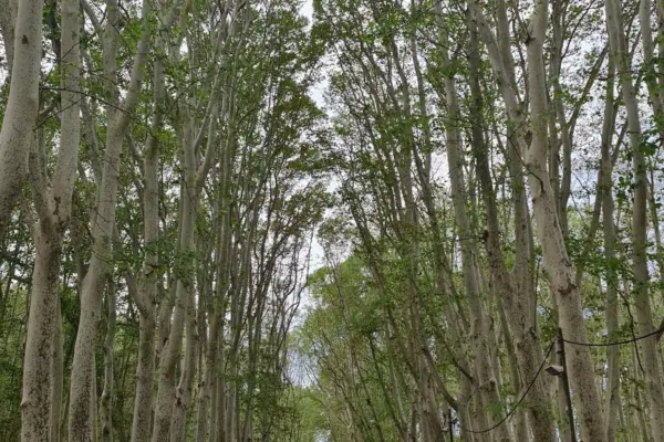 The tallest tree in Catalonia is a London plane tree in the Devesa of Girona and measures 54.55 meters