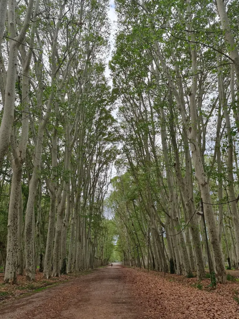 The tallest tree in Catalonia is a London plane tree in the Devesa of Girona and measures 54.55 meters