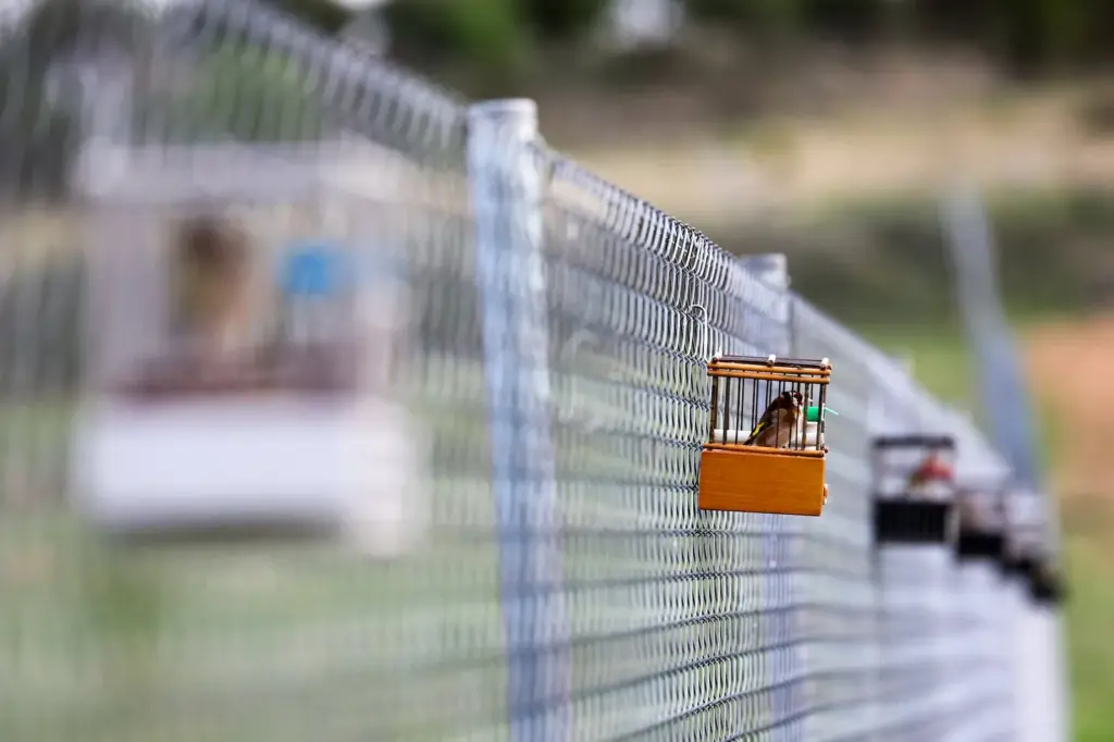 Birdwatchers who count birds: “Some choose a dog or a cat, we choose goldfinches”
