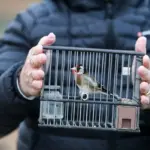 Birdwatchers who count birds: “Some choose a dog or a cat, we choose goldfinches”