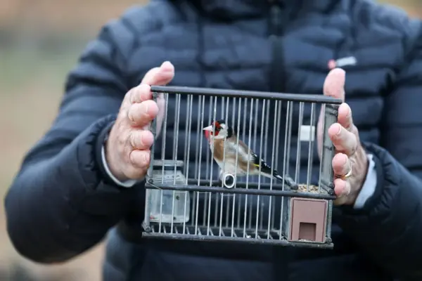 Birdwatchers who count birds: “Some choose a dog or a cat, we choose goldfinches”
