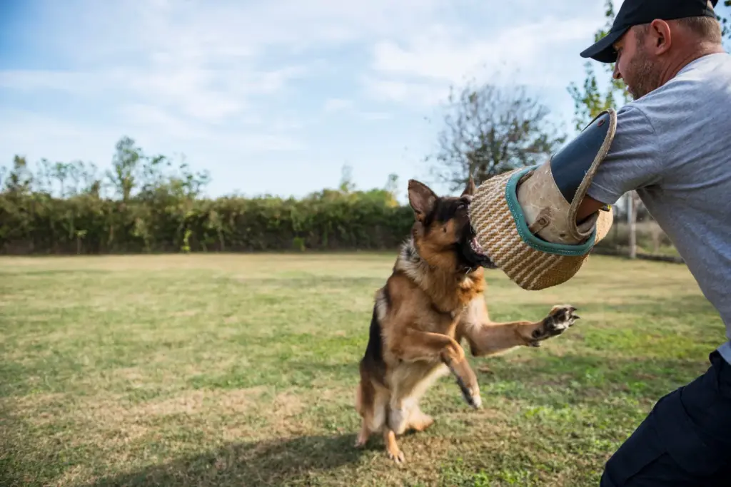 The rise of guard dogs: “We train them in obedience and socialization, but we also work with the owners”