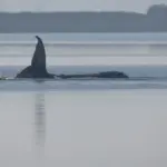 The near-impossible rescue of the stranded whale: Germany seeks how to save ‘Timmy’