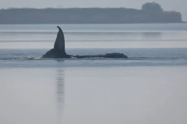 The near-impossible rescue of the stranded whale: Germany seeks how to save ‘Timmy’