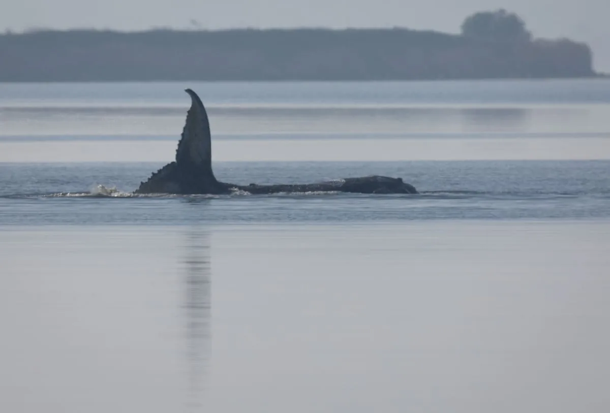 The near-impossible rescue of the stranded whale: Germany seeks how to save ‘Timmy’