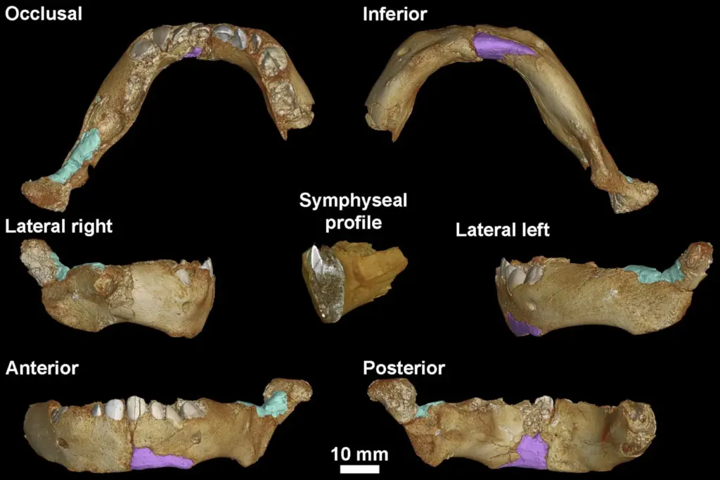 Amud 7, the Neanderthal baby that shows they developed faster than modern humans