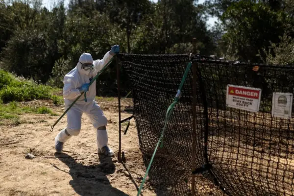 Swine fever spreads, and 19 municipalities in Barcelona now prohibit access to rural areas