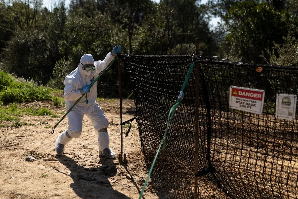 Swine fever spreads, and 19 municipalities in Barcelona now prohibit access to rural areas