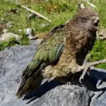 Bruce, the disabled parrot who ended up dominating his flock