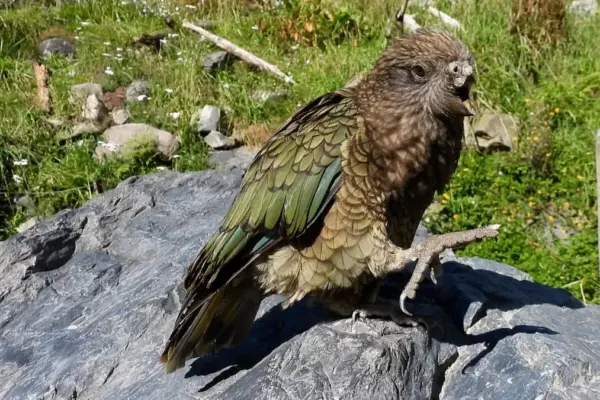Bruce, the disabled parrot who ended up dominating his flock