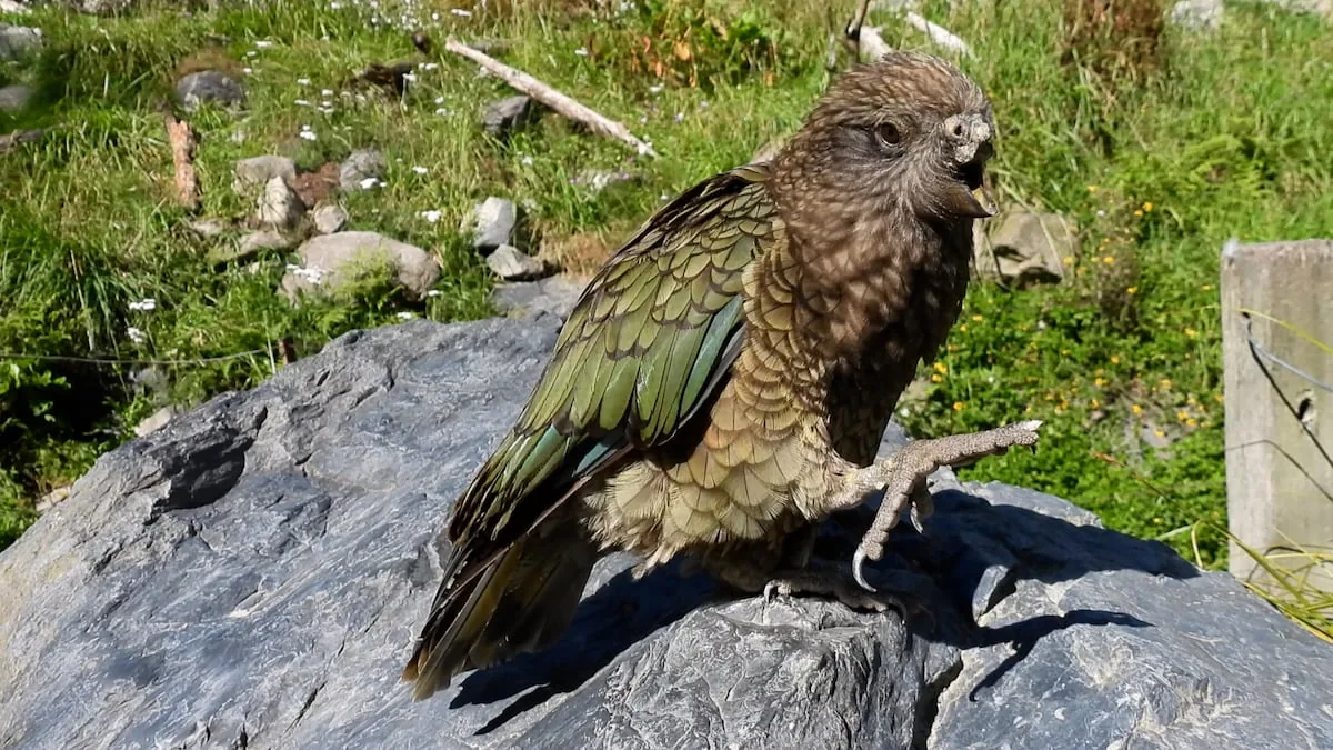 Bruce, the disabled parrot who ended up dominating his flock