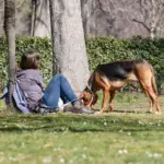 The EU agrees on common rules to protect dogs and cats from abuse and cruel commercial practices