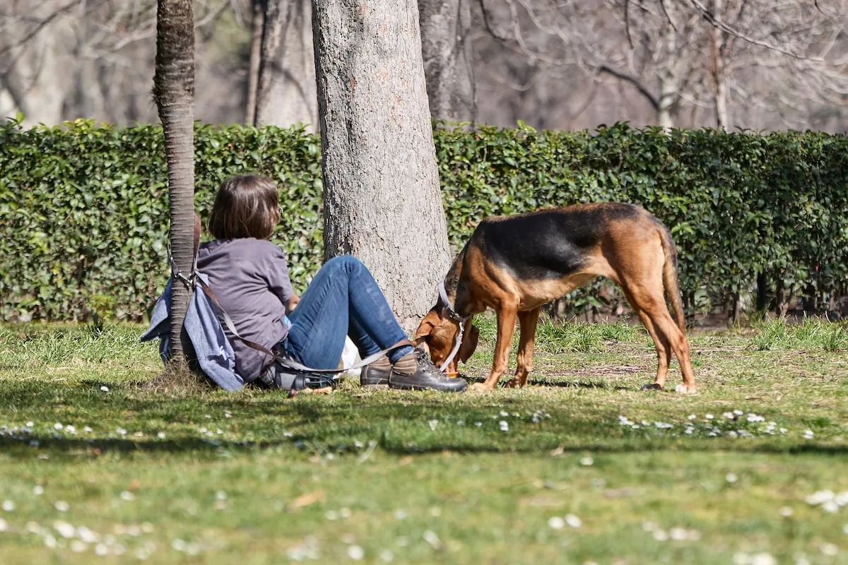 The EU agrees on common rules to protect dogs and cats from abuse and cruel commercial practices