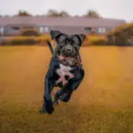 The rise of guard dogs: “We train them in obedience and socialization, but we also work with the owners”