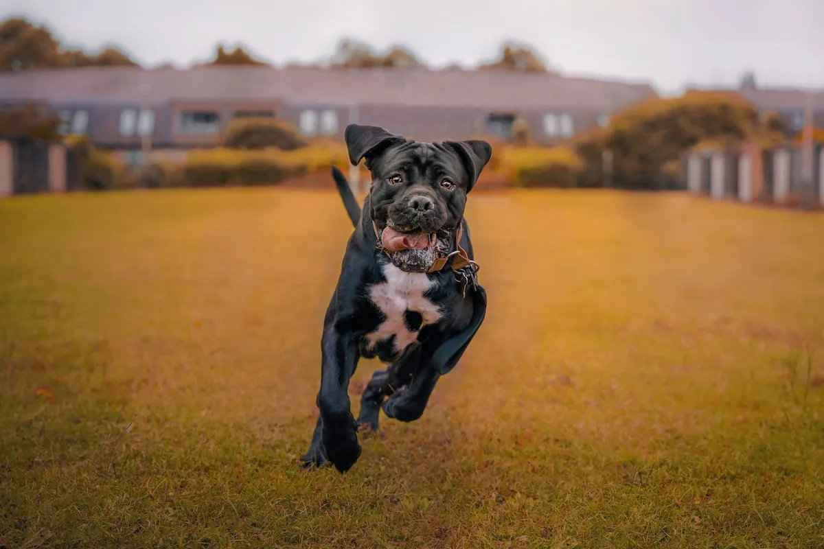 The rise of guard dogs: “We train them in obedience and socialization, but we also work with the owners”