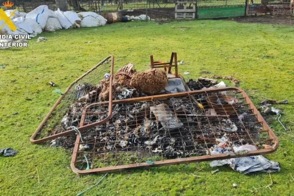 The Civil Guard is investigating a farmer from Salamanca for having 60 dead sheep and dozens "in extreme conditions"