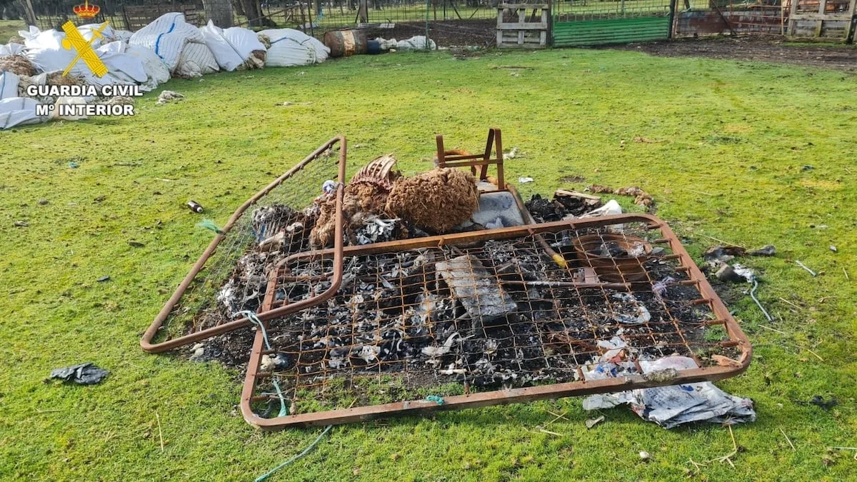 The Civil Guard is investigating a farmer from Salamanca for having 60 dead sheep and dozens "in extreme conditions"