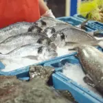 The future of food has a name: aquaculture