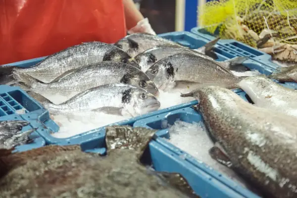 The future of food has a name: aquaculture