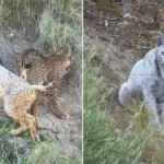 The white Iberian lynx found in October in Jaén is changing color