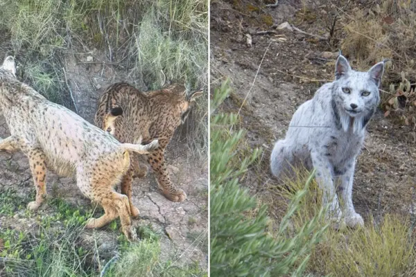 The white Iberian lynx found in October in Jaén is changing color