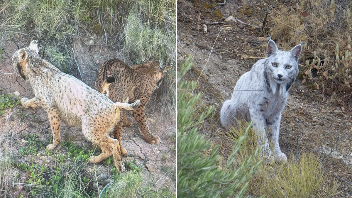 The white Iberian lynx found in October in Jaén is changing color