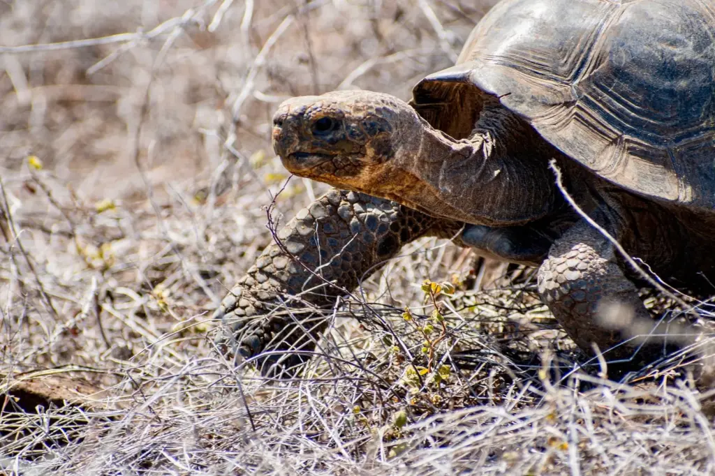 Latin America said goodbye to three species in 2025