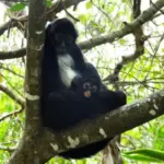 The third spider monkey cub is born in the Sumidero Canyon National Park, a species extinct 30 years ago in the area