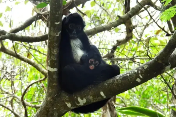 The third spider monkey cub is born in the Sumidero Canyon National Park, a species extinct 30 years ago in the area