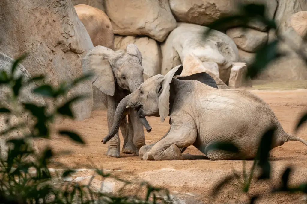 Eyes that don't see... Why these animal parks are vital against biodiversity loss