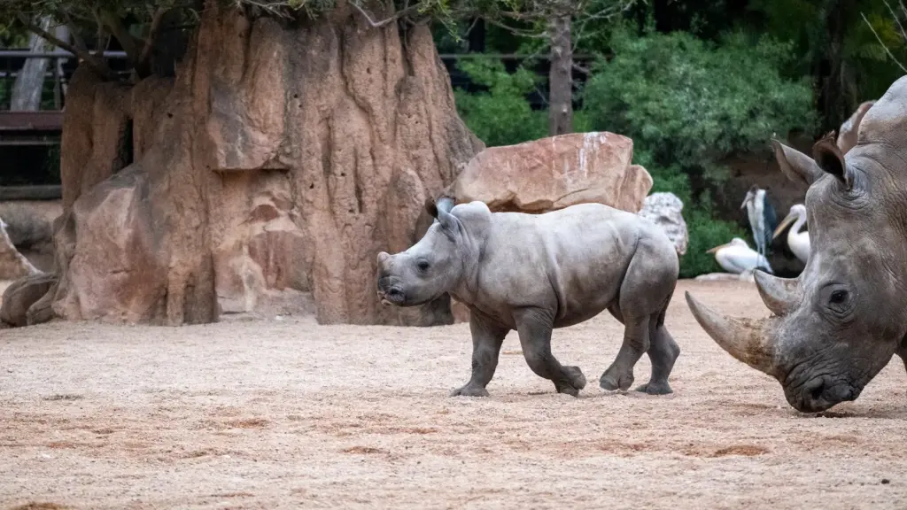 Eyes that don't see... Why these animal parks are vital against biodiversity loss