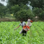 Fertilizers trapped in Hormuz push a Global South highly dependent on imports towards a "poverty crisis"