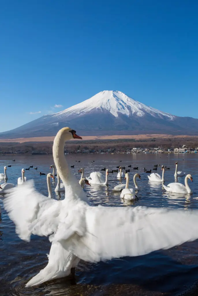 Swans on the beautiful Lake Yamanaka in Japan.