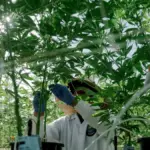 The Trump Administration removes marijuana from the group of most dangerous drugs to promote its medical use