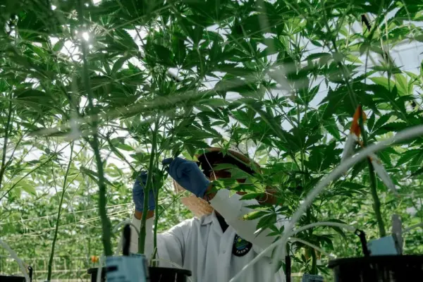 The Trump Administration removes marijuana from the group of most dangerous drugs to promote its medical use