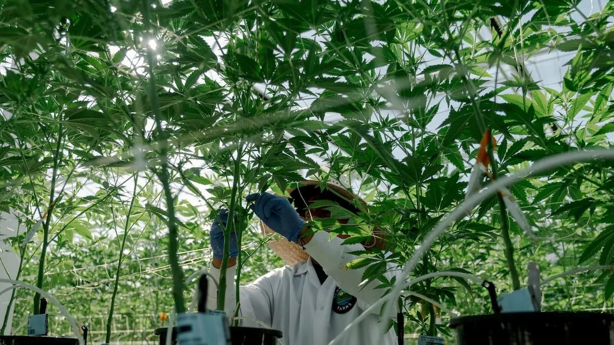 The Trump Administration removes marijuana from the group of most dangerous drugs to promote its medical use