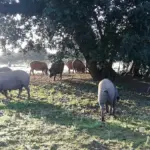 Agriculture enters the Iberian war by warning Guijuelo that it will not be able to use the seal if it violates the quality standard