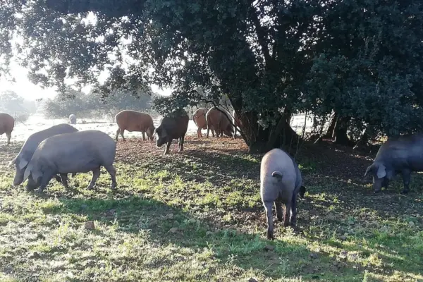 Agriculture enters the Iberian war by warning Guijuelo that it will not be able to use the seal if it violates the quality standard