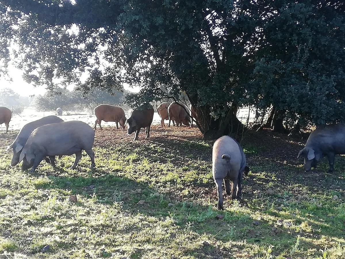 Agriculture enters the Iberian war by warning Guijuelo that it will not be able to use the seal if it violates the quality standard