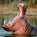 Euthanasia of hippos or how to deactivate a time bomb
