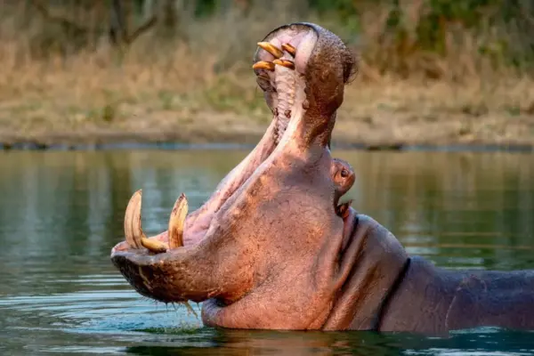 Euthanasia of hippos or how to deactivate a time bomb