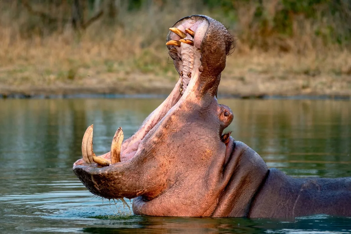 Euthanasia of hippos or how to deactivate a time bomb