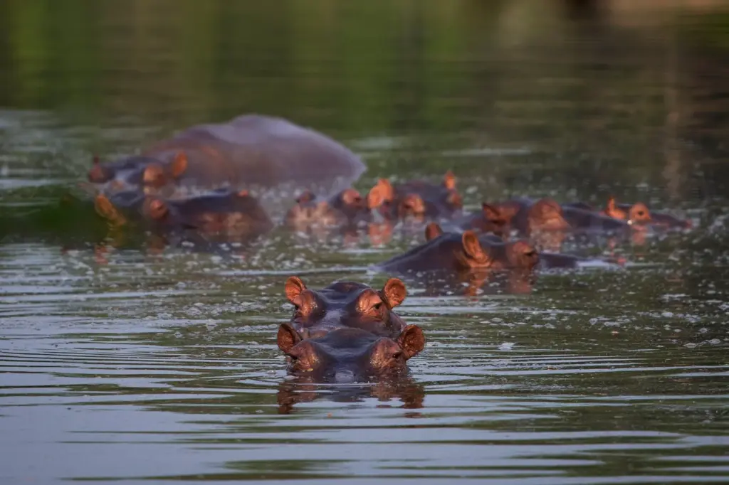 An Indian billionaire offers to take 80 of Pablo Escobar's hippos destined for death