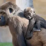 Eyes that don't see... Why these animal parks are vital against biodiversity loss