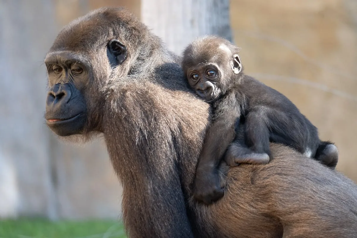 Eyes that don't see... Why these animal parks are vital against biodiversity loss
