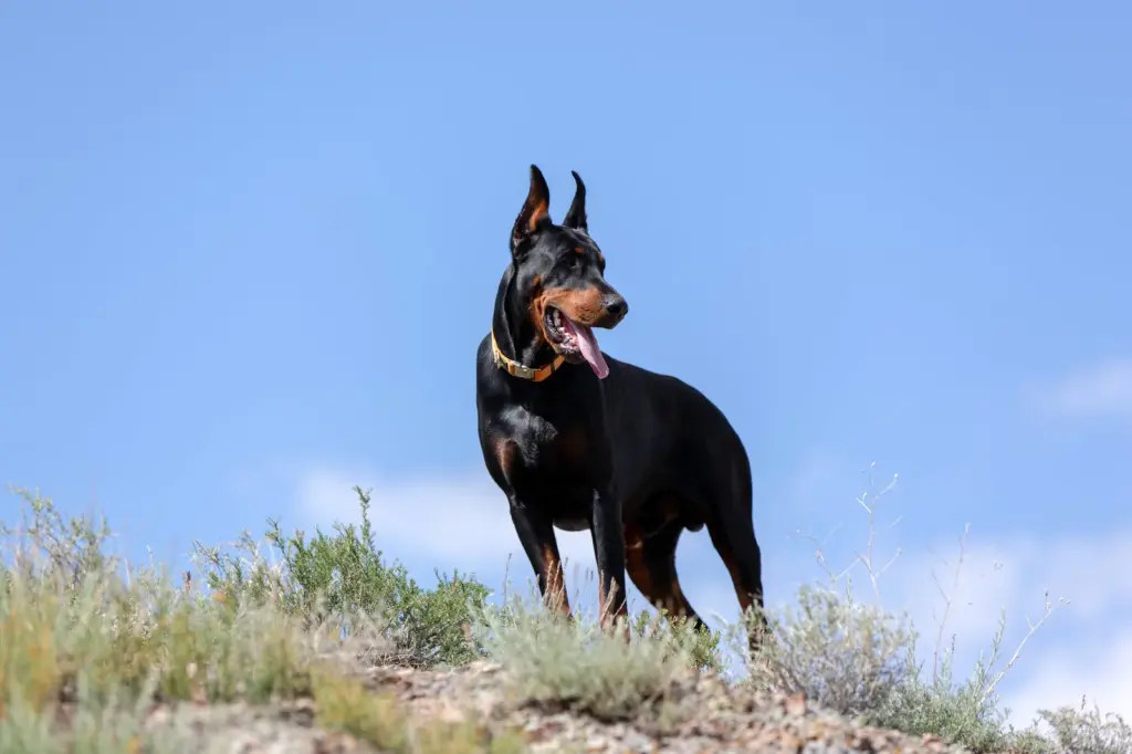 The rise of guard dogs: “We train them in obedience and socialization, but we also work with the owners”
