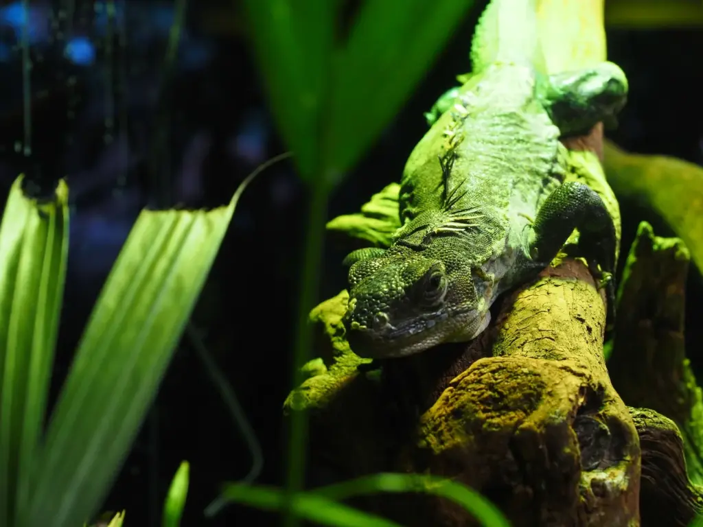 Eyes that don't see... Why these animal parks are vital against biodiversity loss