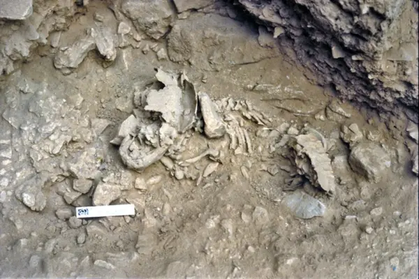 Amud 7, the Neanderthal baby that shows they developed faster than modern humans