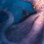The kraken was a giant squid